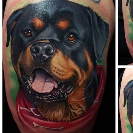 Тату ротвейлер