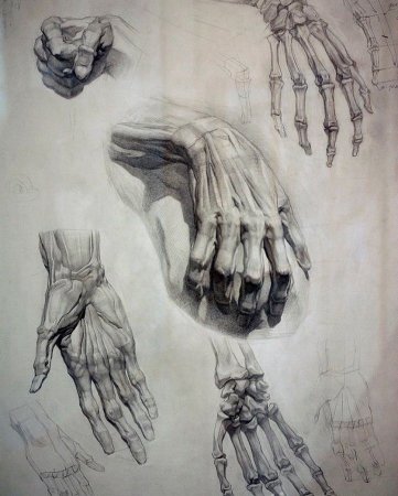 Кости кисти руки Баммес