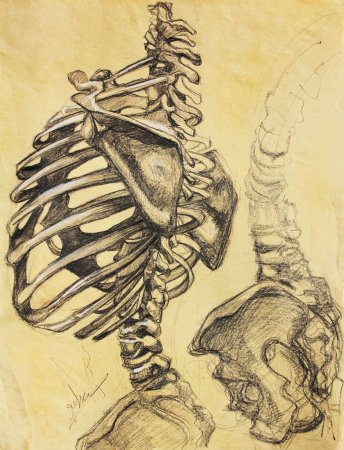 Скелет пластическая анатомия