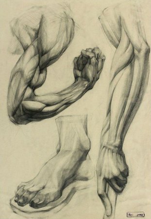 Мышцы предплечья Баммес