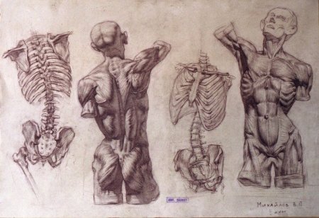 Скелет Экорше Гудона