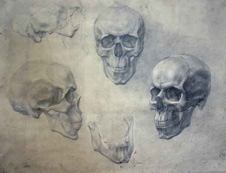 Череп Академия художеств Репина