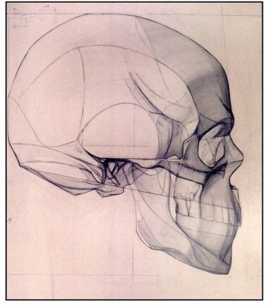 Баммес череп профиль
