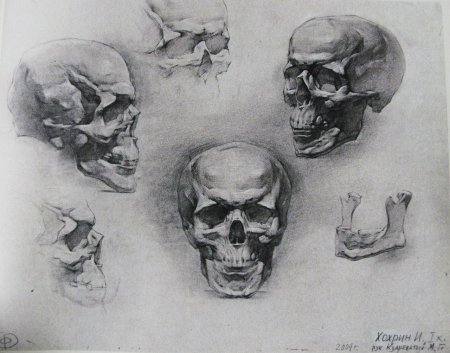 Могилевцев Экорше череп