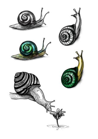 Тату улитка