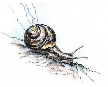 Зарисовки улитки