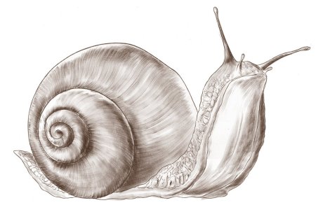 Улитка набросок