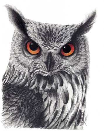 Филин эскиз