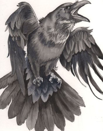 Эскиз ворона