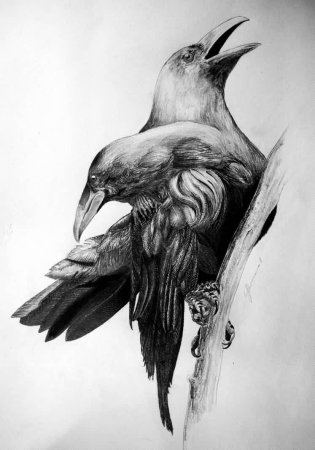 Ворон тату эскиз