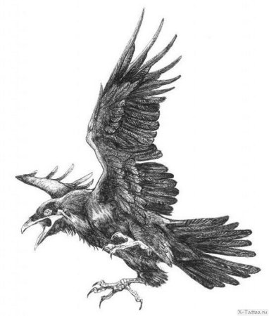 Ворон эскиз