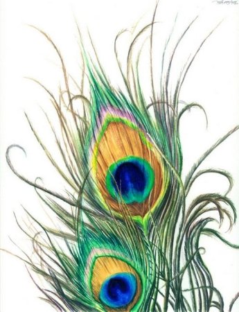 Перо Жар птицы акварель