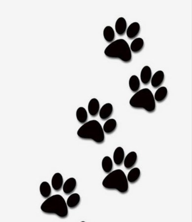 Отпечаток лапы кота