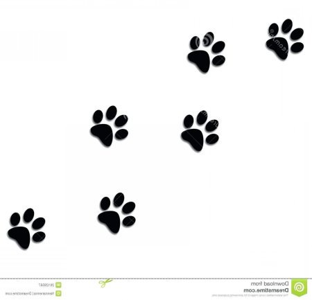 Кошачья лапка эскиз