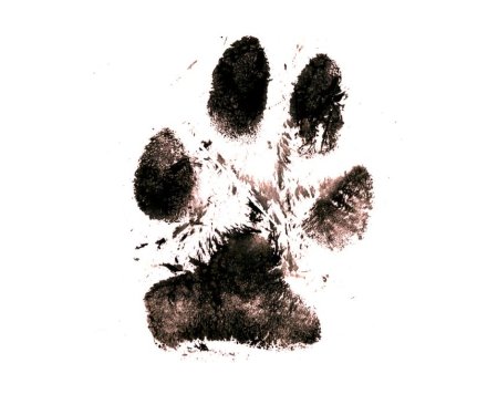 Отпечаток лапы собаки эскиз