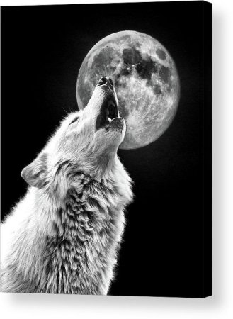 Волк воет на луну эскиз