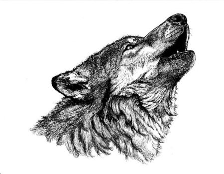 Волк воющий на луну векто