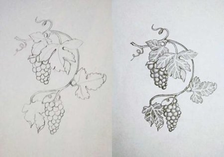 Виноградная лоза эскиз