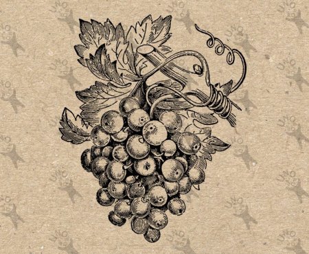 Grape Wine Винтаж