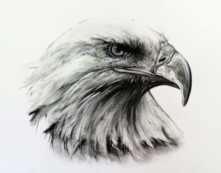 Орел эскиз