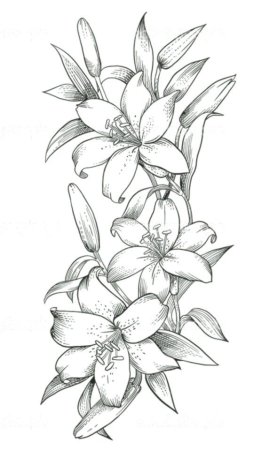 Лилия тату эскиз