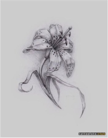 Лилия эскиз