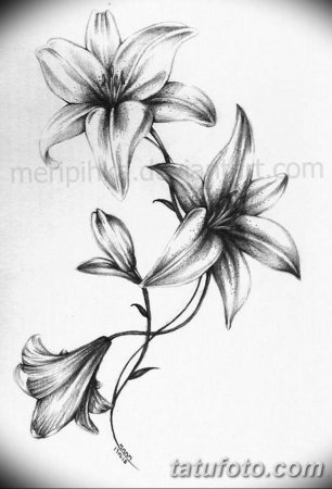 Лилии эскиз