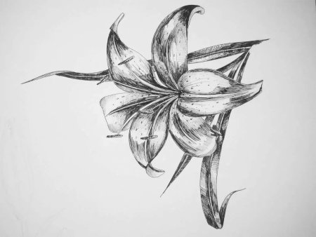 Тату лилии эскизы