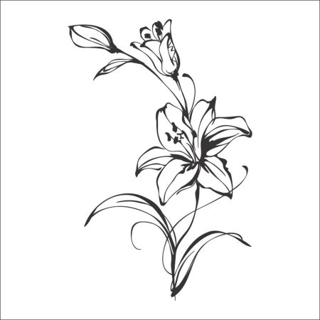 Лилия рисунок карандашом