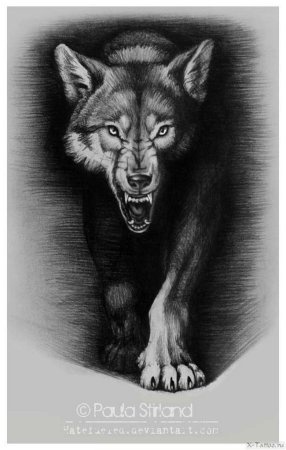 Оскал волка тату эскизы