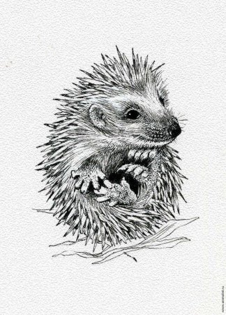 Ежики с рисом
