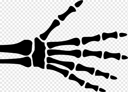 Скелет кисти