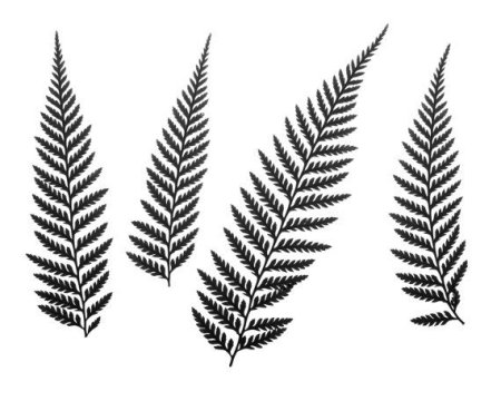 Botanical Prints папоротник