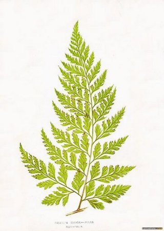 Папоротник эскиз