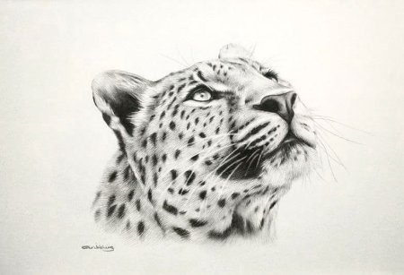 Голова Барса эскиз