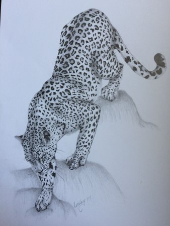 Леопард набросок