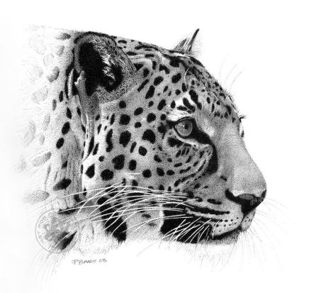 Голова леопарда эскиз