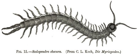 Сколопендра и сороконожка разница