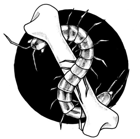 Паук — многоножка — Скорпион