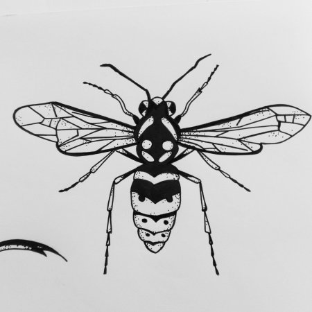 Оса рисунок