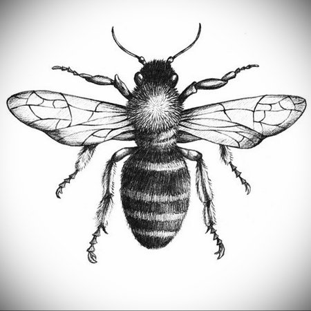 Пчела эскиз