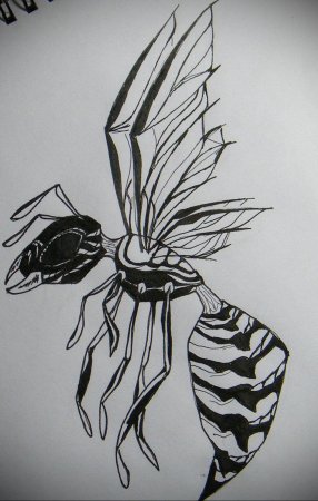 Оса карандашом