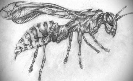 Шершень тату эскиз