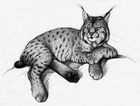 Рысь обыкновенная рисунок