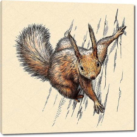 Белка в графике