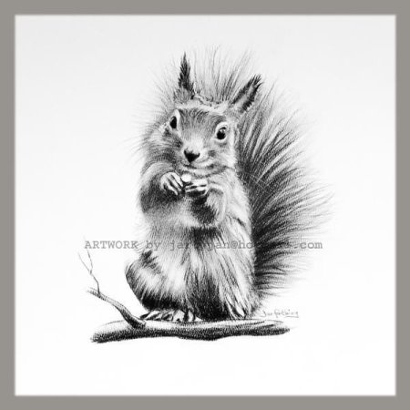 Белочка эскиз