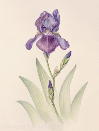 Зарисовка ириса