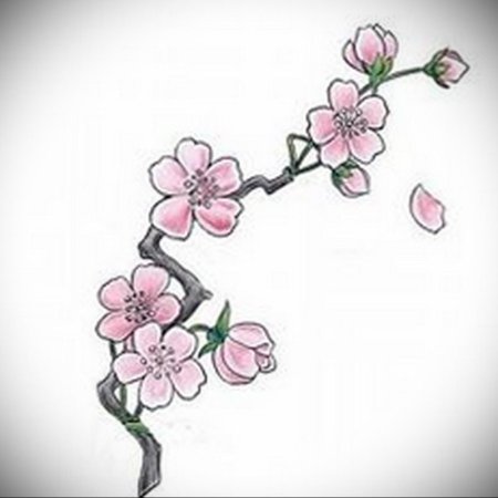 Ветка Сакуры эскиз