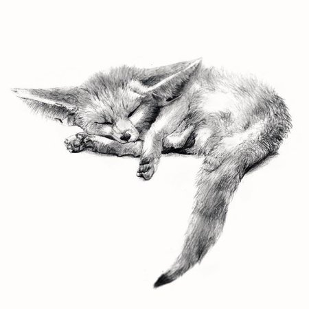 Фенек эскиз