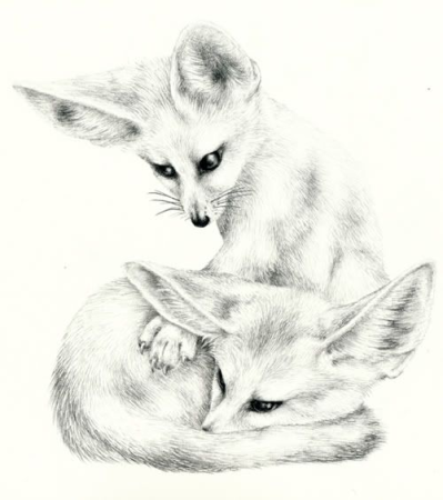 Лисица фенек рисунок